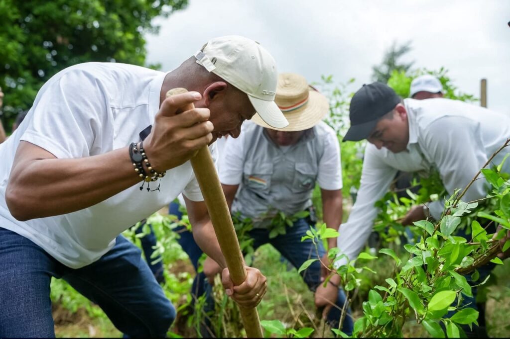El Gobernador de Nariño, Luis Alfonso Escobar, realizando la erradicación manual de una planta de coca en el resguardo Inda Zabaleta, acompañado por líderes locales.