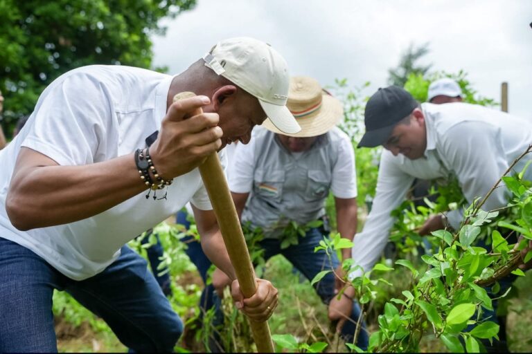 El Gobernador de Nariño, Luis Alfonso Escobar, realizando la erradicación manual de una planta de coca en el resguardo Inda Zabaleta, acompañado por líderes locales.