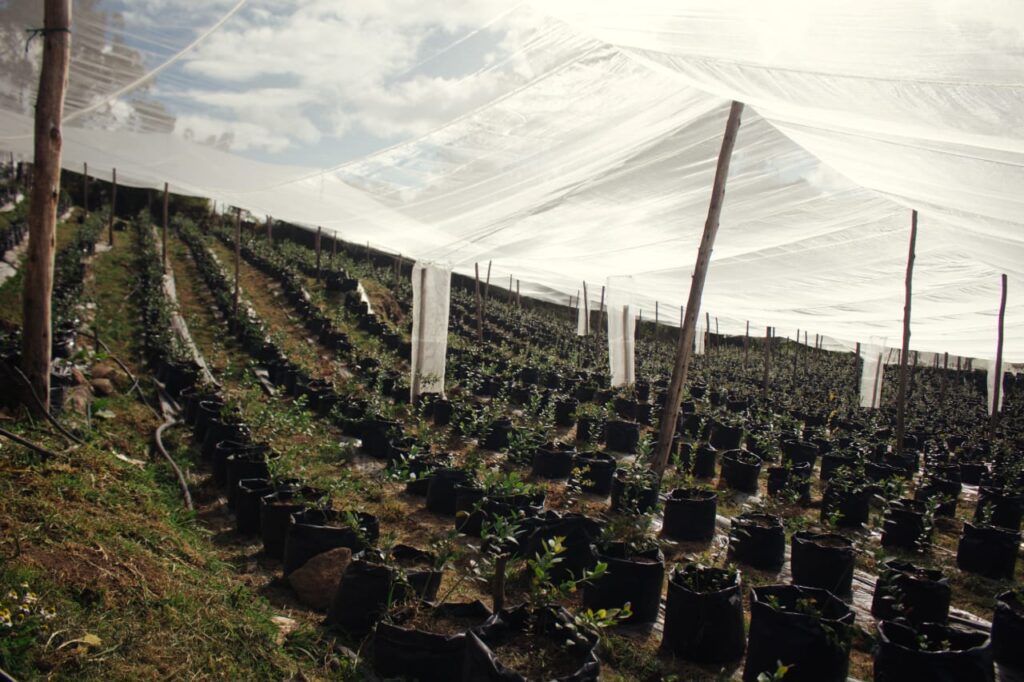 Cultivo bajo cubierta protegido por polisombra blanca, como parte de la entrega de activos productivos de la estrategia "Cerrando brechas, construyendo paz" para fortalecer la autonomía económica de las mujeres en Nariño.
