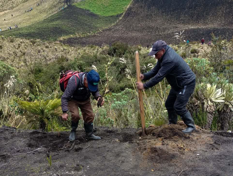 Dos campesinos realizan labores de siembra y restauración de tierras con palas en una zona de páramo con frailejones en el departamento de Nariño.